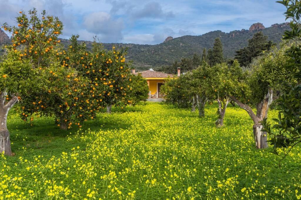 A Charming Country Cottage + Bikes And Kayaks Bosa Dış mekan fotoğraf