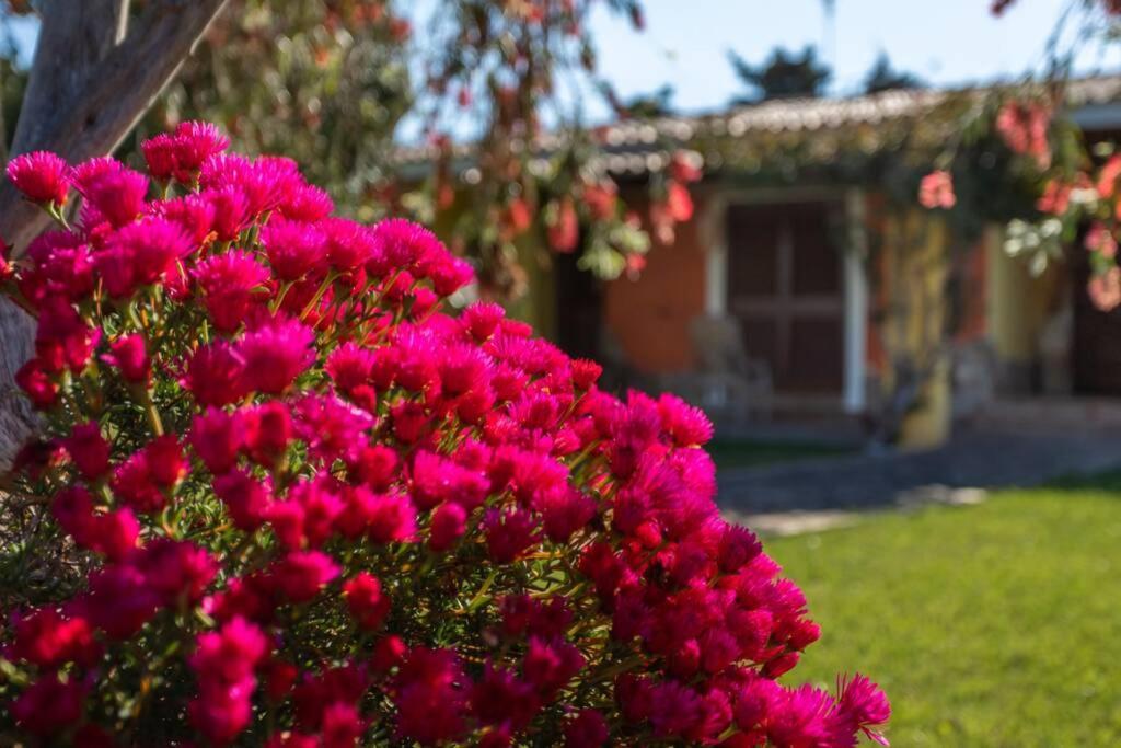 A Charming Country Cottage + Bikes And Kayaks Bosa Dış mekan fotoğraf