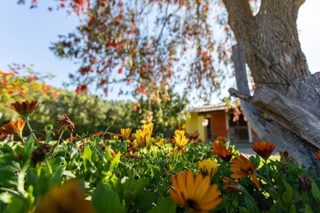A Charming Country Cottage + Bikes And Kayaks Bosa Dış mekan fotoğraf